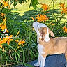 dog, puppy, flowers, orange_lilies, greenery, outdoor, garden, grass, plants, nature, pet, canine, summer, sunlight, curious, sniffing, playful, young_dog, standing, daytime