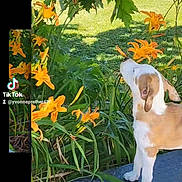 Elvis is registered to the contest to win money with this photo: puppy, dog, flowers, orange_lilies, greenery, outdoor, sunlight, grass, plant, pet, nature, garden, curious, small_dog, young_dog, canine, daylight, animal, flora, tik_tok_watermark