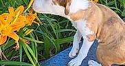 Elvis is registered to the contest to win money with this photo: animal, brown_fur, cute, daytime, dog, flowers, grass, greenery, metal_surface, nature, orange_lilies, outdoor, pet, plant, puppy, small_dog, sniffing, spring, summer, white_fur