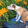 Elvis is registered to the contest to win money with this photo: puppy, dog, flowers, orange_lilies, grass, greenery, outdoor, nature, pet, sniffing, white_fur, brown_fur, metal_surface, plant, spring, summer, cute, animal, small_dog, daytime