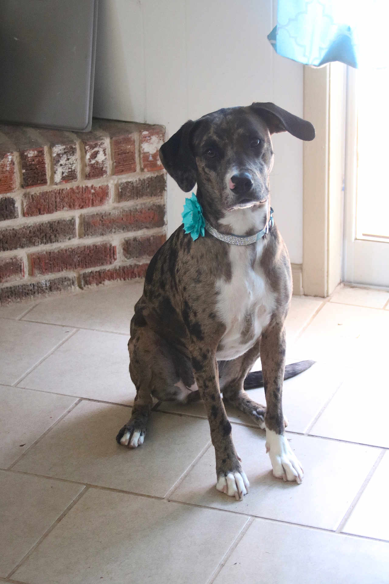 Leia joined the competition — help win amazing prizes! dog, brindle, sitting, collar, flower, tile_floor, brick_hearth, indoor, natural_light, pet, animal, ears, tail, white_paws, door, wall, floor, cute, domestic, companion