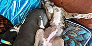 Leia is registered to the contest to win money with this photo: dog, sleeping, couch, blanket, collar, relaxed, indoors, pet, fur, paw, resting, snuggle, two_dogs, brown, gray, white, blue, pattern, floor, tile