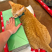 Frank And Maney is registered to the contest to win money with this photo: cat, christmas, curious, domestic_cat, feline, green_box, hand, holiday, indoor, nail_polish, orange_tabby, pet, plastic_wrap, red, relaxed, ring, table, white, wooden_table, wrapping_paper
