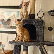 Frank And Maney is registered to the contest to win money with this photo: cat, kitten, orange_tabby, cat_tree, indoor, pet, furniture, plush, scratching_post, animal, cute, domestic_cat, young_cat, sitting, standing, furry, household, wall_art, dreamcatcher, wooden_furniture
