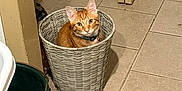 Frank And Maney joined the competition — help win amazing prizes! animal, basket, bucket, cat, collar, container, corner, curious, door, floor, fur, home, household, indoor, looking_up, open_door, orange_tabby, pet, quiet, tile