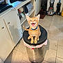 Frank And Maney is registered to the contest to win money with this photo: kitten, cat, orange_tabby, blue_collar, trash_can, kitchen, vacuum_cleaners, tile_floor, cabinet, television, shadow, pet, indoor, animal, curious, playful, feline, domestic, happy, small