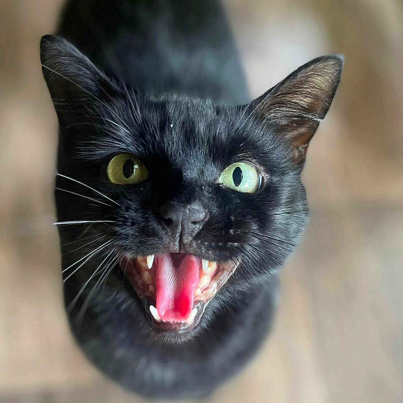 Marvin is registered to the contest to win money with this photo: black_cat, cat, heterochromia, close_up, mouth_open, teeth, tongue, whiskers, ears, animal, pet, feline, fur, indoor, looking_up, expression, focus, blurred_background, portrait, eyes