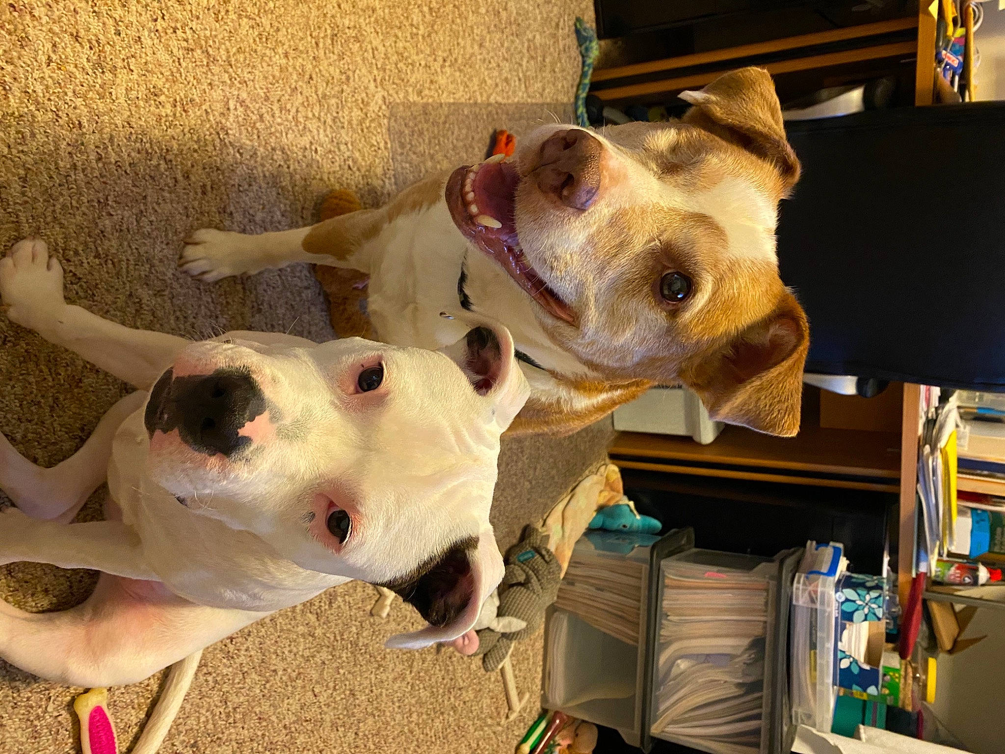 Claude joined the competition — help win amazing prizes! ancient_dog_breeds, bone, building, canidae, carnivore, collar, companion_dog, dog, dog_breed, dog_collar, dog_supply, ear, fawn, great_dane, non_sporting_group, olde_english_bulldogge, shelf, snout, sporting_group, working_animal