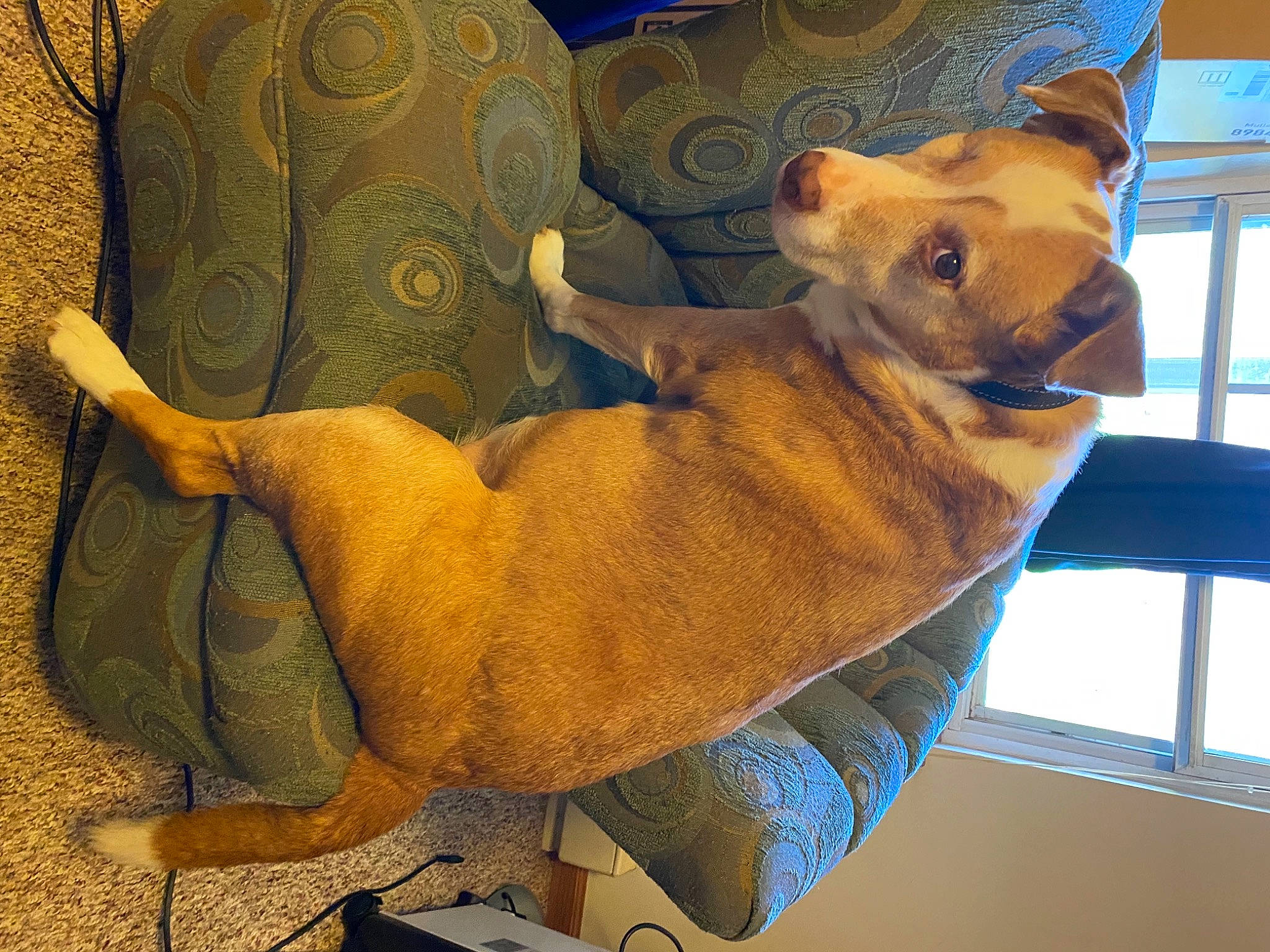 Claude joined the competition — help win amazing prizes! canidae, carnivore, comfort, companion_dog, dog, dog_breed, dog_supply, fawn, felidae, nap, paw, pet_supply, small_to_medium_sized_cats, snout, sporting_group, tail, terrestrial_animal, whiskers, window, working_animal