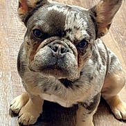 Stitch is registered to the contest to win money with this photo: french_bulldog, puppy, dog, pet, animal, sitting, wooden_floor, indoor, cute, ears, face, fur, looking, adorable, young, domestic_animal, canine, expression, paw, companion