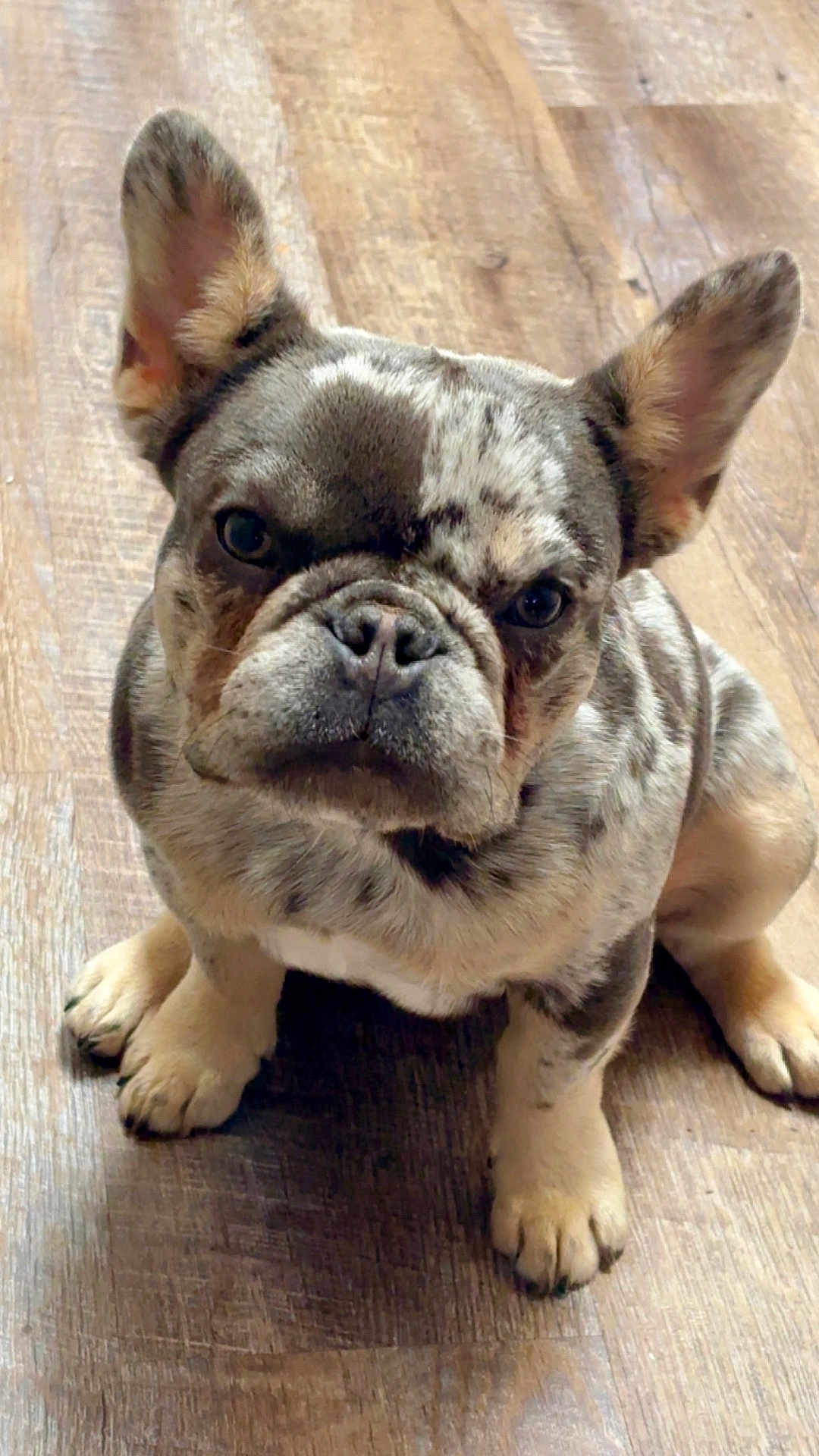Stitch is registered to the contest to win money with this photo: french_bulldog, puppy, dog, pet, animal, sitting, wooden_floor, indoor, cute, ears, face, fur, looking, adorable, young, domestic_animal, canine, expression, paw, companion