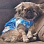 Rosie joined the competition — help win amazing prizes! animal, blue_clothing, brown_couch, canine, casual, companion, cute, dog, domestic, fluffy, fur, furniture, indoor, paw, pet, portrait, relaxed, resting, sitting, small_dog
