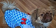 Rosie is registered to the contest to win money with this photo: adorable, animal, blue, clothing, cute, dog, dress, ears, eyes, floor, fur, indoor, looking_up, pet, red_bow, small_dog, standing, tail, white, wooden_floor