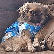 Rosie joined the competition — help win amazing prizes! animal, blue_shirt, canine, clothing, comfortable, couch, cute, dog, face, fluffy, fur, furniture, household, indoor, leisure, paw, pet, portrait, relaxed, sitting