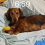 Buddy is registered to the contest to win money with this photo: canidae, carnivore, companion_dog, dog, dog_breed, dog_supply, fawn, liver, pet_supply, photo_caption, snout, sporting_group, terrestrial_animal, working_animal