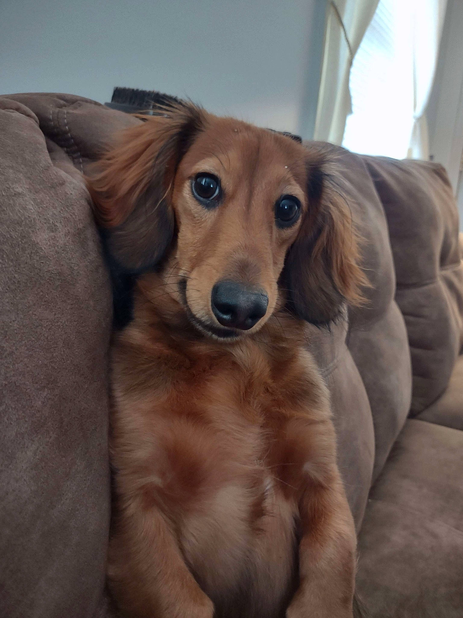 Buddy joined the competition — help win amazing prizes! canidae, carnivore, companion_dog, dog, dog_breed, dog_supply, fawn, fur, gun_dog, liver, smile, sporting_group, whiskers, wood