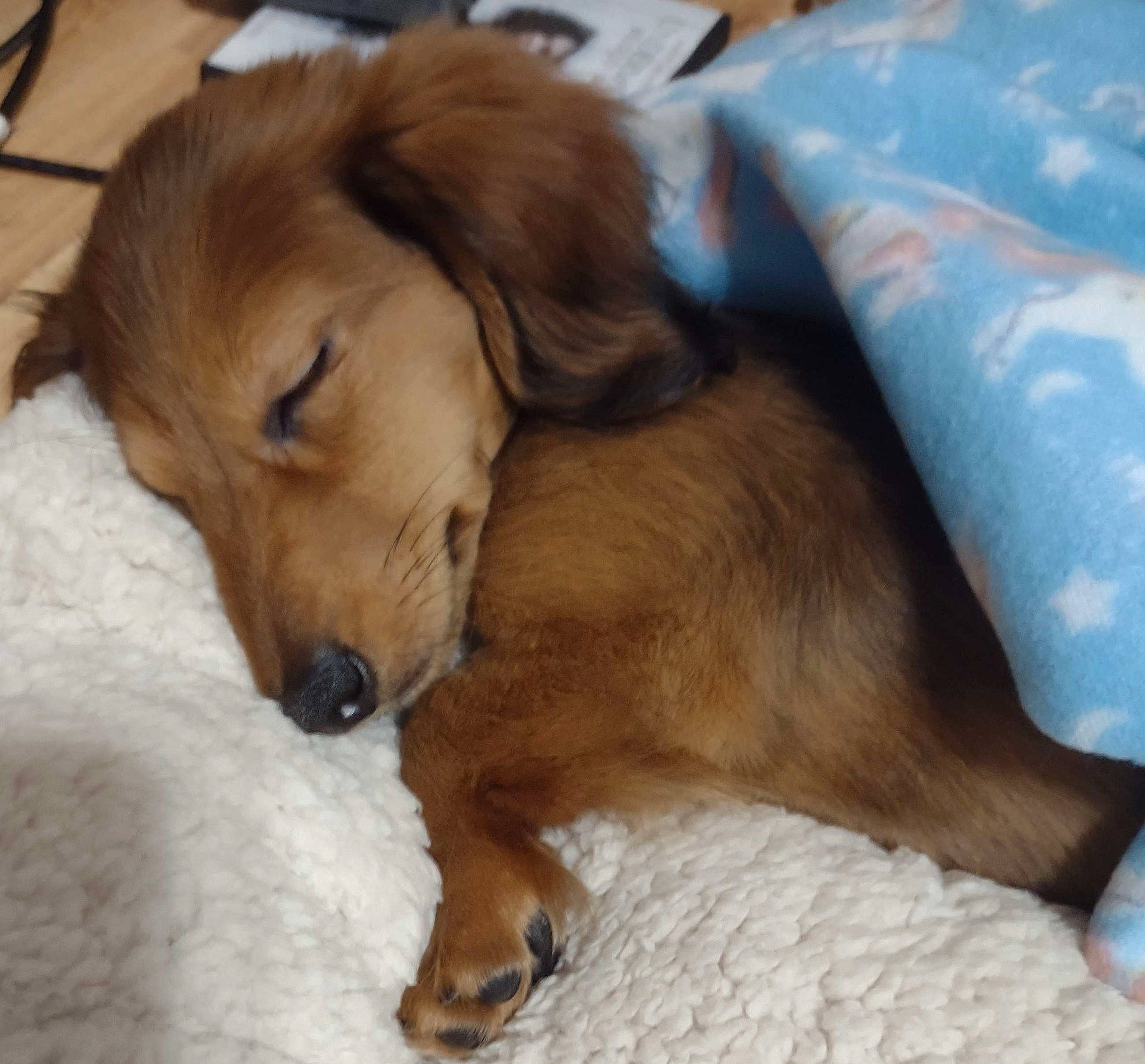 Buddy is registered to the contest to win money with this photo: carnivore, comfort, companion_dog, dog, dog_breed, dog_supply, fawn, fur, hardwood, liver, nap, paw, pet_supply, puppy, retriever, snout, sporting_group, tail, whiskers, working_animal