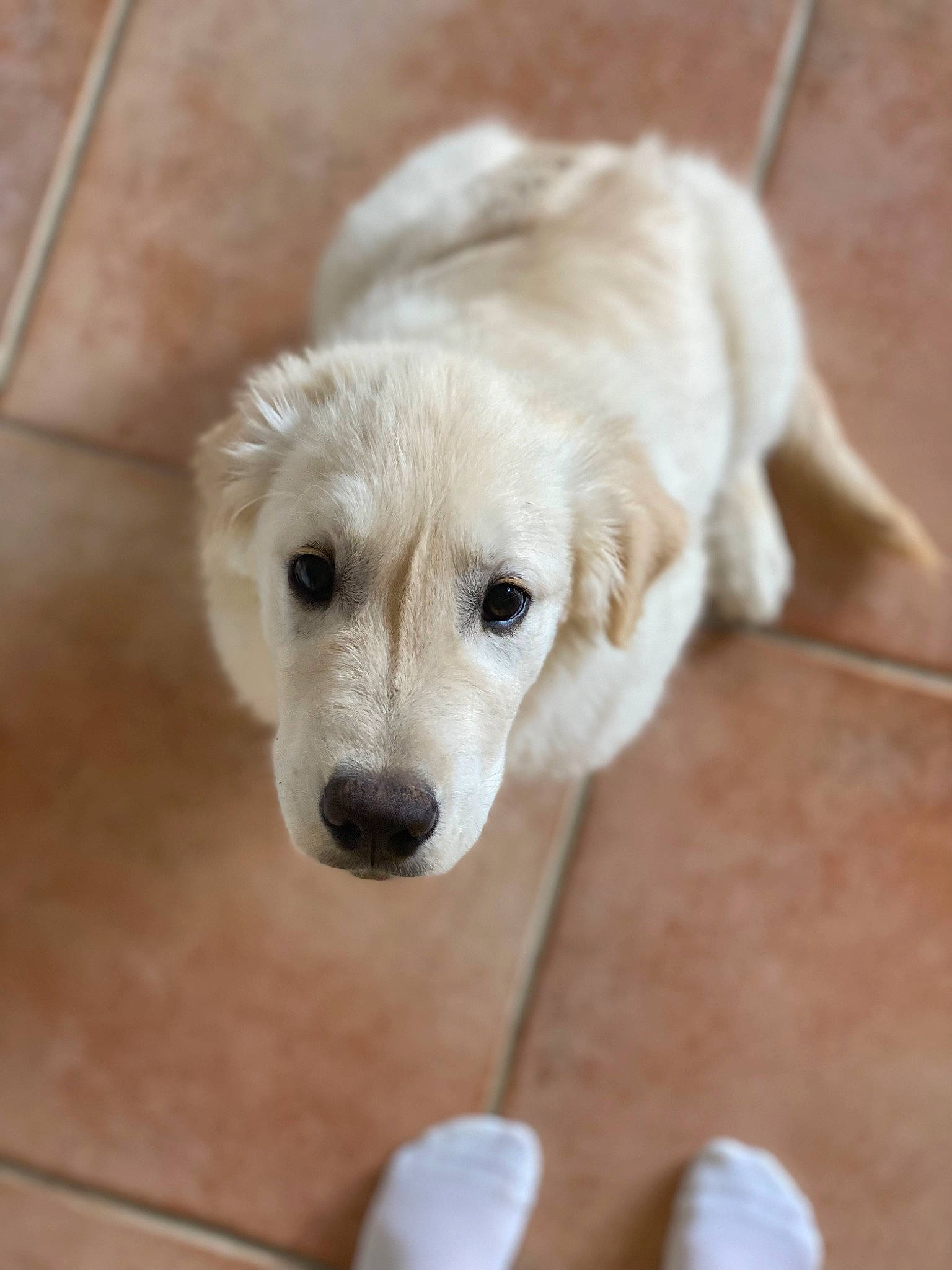 Floki participe au concours pour gagner de l'argent avec cette photo : canidae, carnivore, companion_dog, dog, dog_breed, fawn, flooring, fur, hardwood, labrador_retriever, paw, puppy, shout, snout, sporting_group, terrestrial_animal, whiskers, wood, working_animal