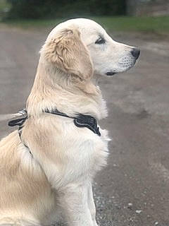 Floki participe au concours pour gagner de l'argent avec cette photo : ancient_dog_breeds, canidae, carnivore, collar, companion_dog, dog, dog_breed, dog_collar, fawn, fur, golden_retriever, gun_dog, labrador_retriever, pet_supply, plant, snout, sporting_group, terrestrial_animal, working_animal, working_dog
