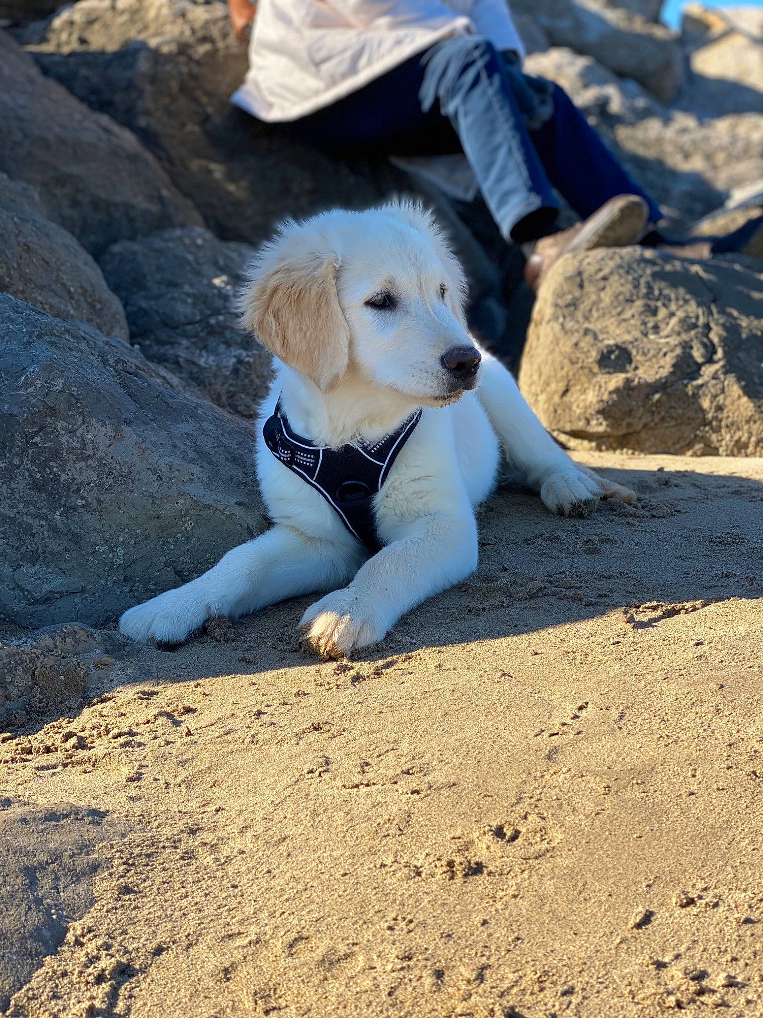 Floki participe au concours pour gagner de l'argent avec cette photo : adventure, canidae, carnivore, companion_dog, dog, dog_breed, dog_hiking, fawn, fur, landscape, ocean, people_in_nature, rock, sand, sitting, soil, sporting_group, walking, wilderness, winter