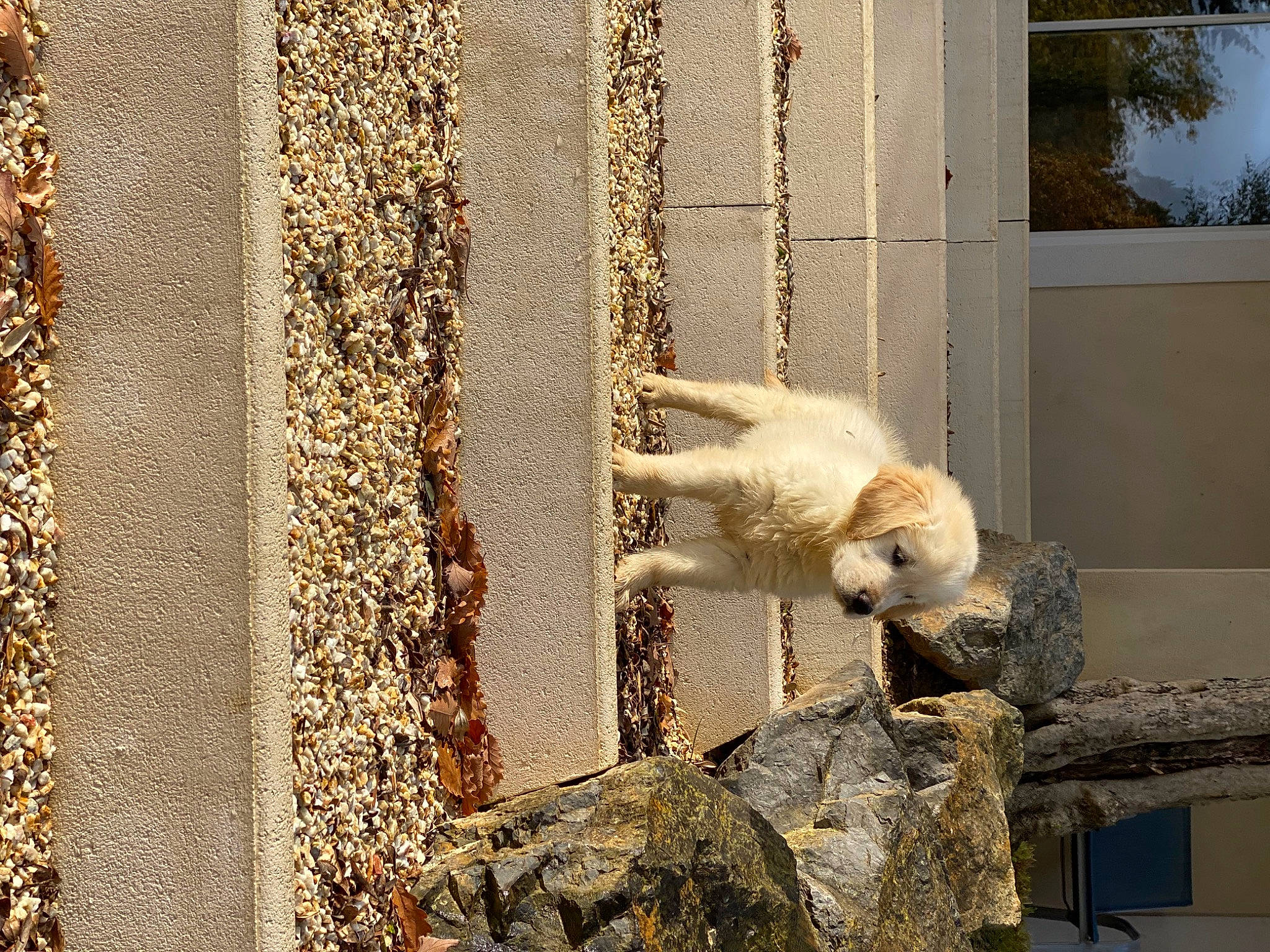 Floki a rejoint le concours — aidez-le/la à gagner de superbes lots ! canidae, carnivore, fawn, felidae, fur, mesh, metal, pet_supply, sash_window, shadow, snout, sporting_group, tail, terrestrial_animal, tree, wildlife, window, wood, zoo