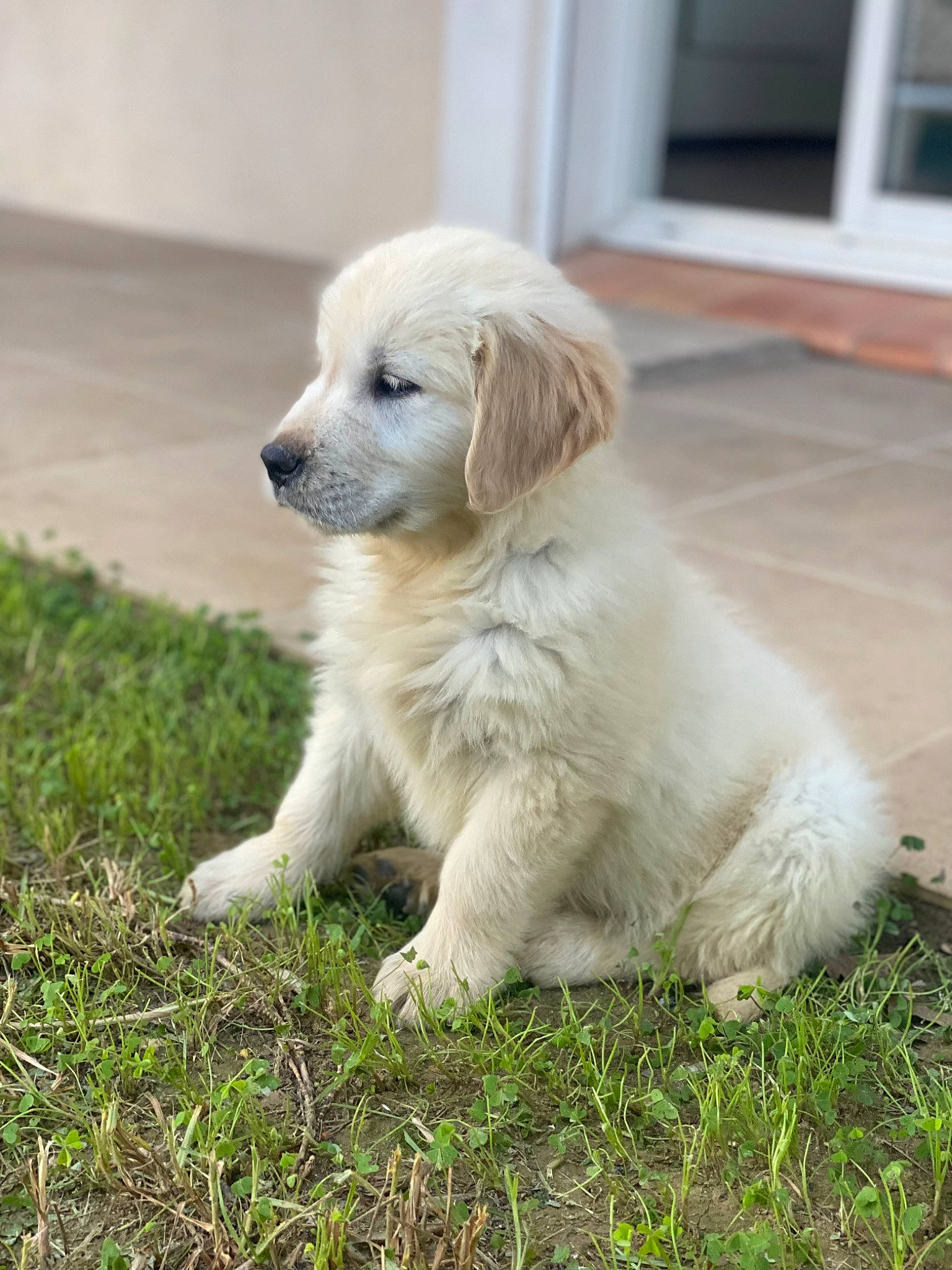 Floki participe au concours pour gagner de l'argent avec cette photo : canidae, carnivore, companion_dog, dog, dog_breed, door, fawn, fur, grass, gun_dog, polish_tatra_sheepdog, puppy, sporting_group, working_dog