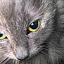 Bella joined the competition — help win amazing prizes! animal, blurred, cat, close_up, curious, cute, domestic_animal, eye_focus, face, feline, furry, gray_fur, green_eyes, indoor, macro, mammal, pet, portrait, soft_fur, whiskers