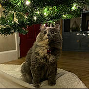 Bella is registered to the contest to win money with this photo: cat, gray_cat, fluffy, christmas_tree, holiday_lights, indoor, blanket, wooden_floor, curious, pet, feline, collar, bell, decorations, festive, home, cozy, animal, christmas, tree_branch