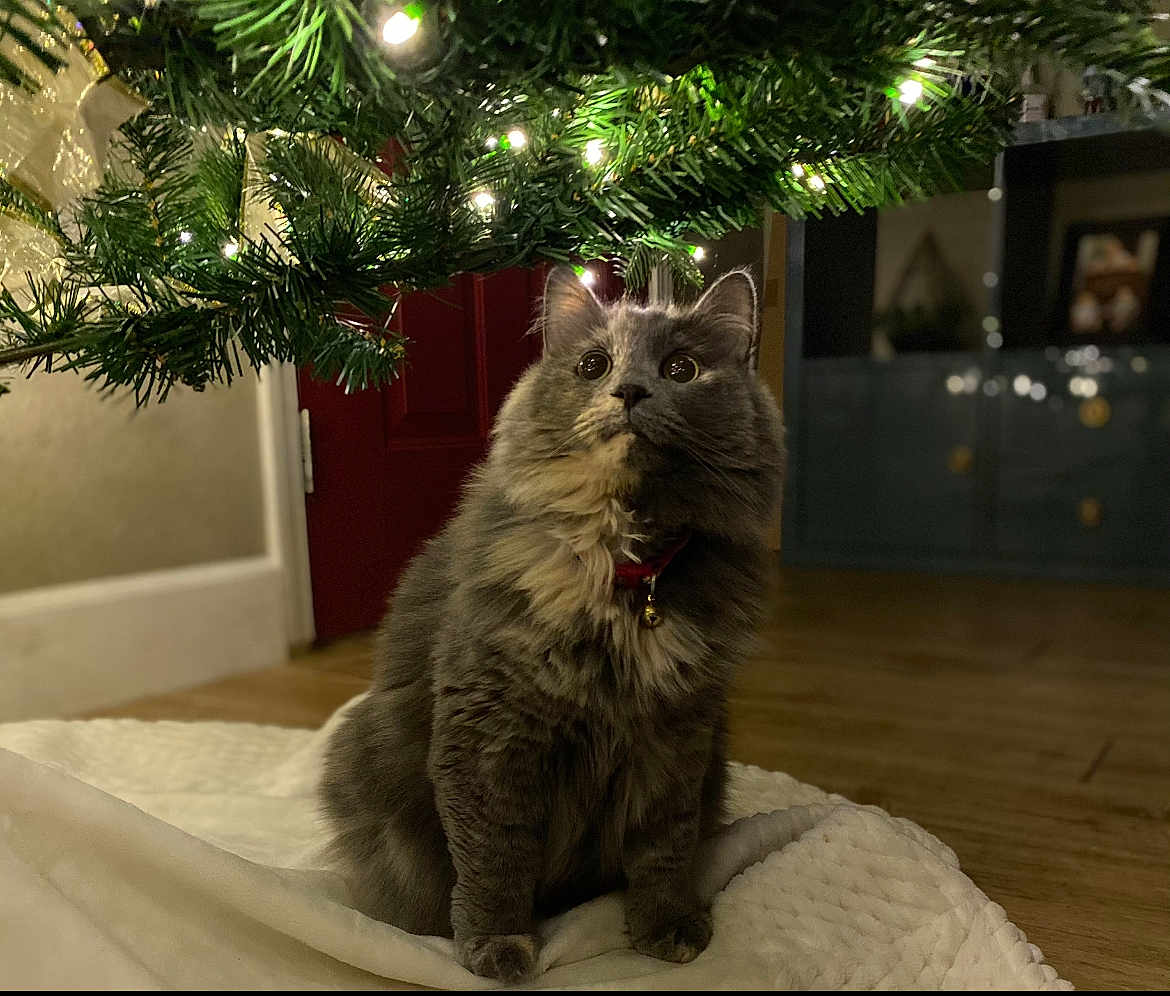 Bella is registered to the contest to win money with this photo: cat, gray_cat, fluffy, christmas_tree, holiday_lights, indoor, blanket, wooden_floor, curious, pet, feline, collar, bell, decorations, festive, home, cozy, animal, christmas, tree_branch