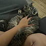 Bella joined the competition — help win amazing prizes! animal, arm, blanket, cat, cozy, fluffy, fur, gray, hand, indoor, knee, paws, person, pet, relaxed, resting, rug, surprised, texture, wooden_floor