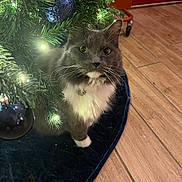 Kitten is registered to the contest to win money with this photo: cat, christmas_tree, ornament, indoor, holiday_decor, tree_skirt, wooden_floor, pet, feline, curious, gray_cat, white_fur, collar, bell, lights, greenery, decorations, cozy, festive, home