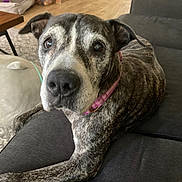 Maralyn joined the competition — help win amazing prizes! dog, brindle, pet, indoor, couch, living_room, collar, animal, closeup, furniture, floor, toy, relaxed, canine, domestic_animal, household, resting, comfort, portrait, seated