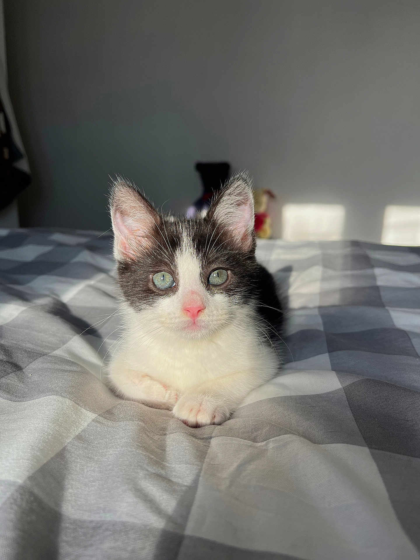 Stink is registered to the contest to win money with this photo: bed, bedding, black_and_white, blanket, blue_eyes, cat, checkered_pattern, cozy, cute, domestic_animal, ears, indoor, kitten, paws, pet, pink_nose, portrait, soft, sunlight, whiskers