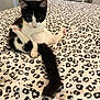 Stink is registered to the contest to win money with this photo: animal, bed, bedroom, black_and_white_cat, blanket, cat, cute, fur, home, indoor, kitten, leopard_print_bedspread, pattern, paw, pet, pink_paws, sitting, staring, tail, whiskers