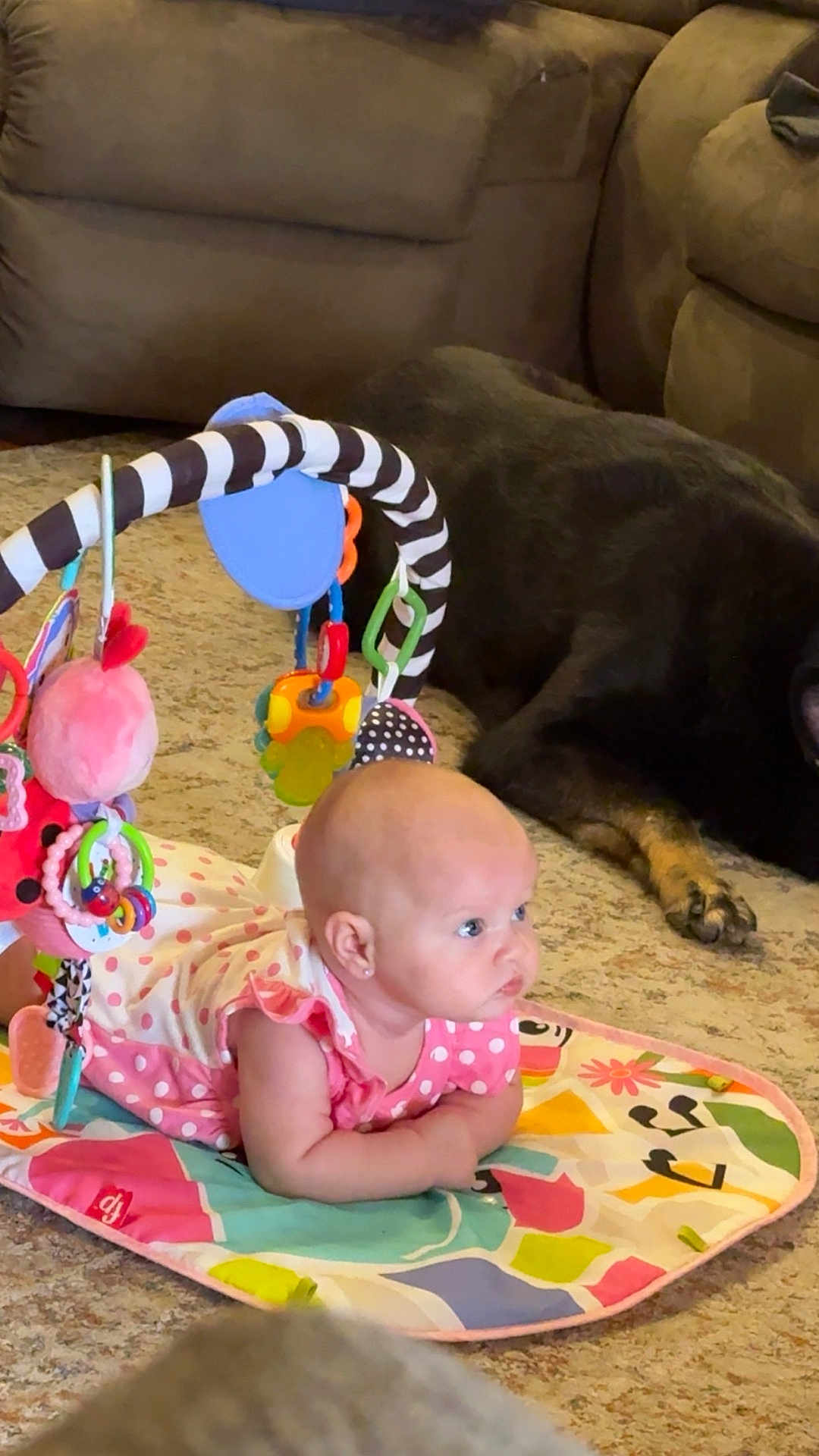 Lauren is registered to the contest to win money with this photo: baby, infant, play_mat, toy, dog, carpet, living_room, couch, pink_clothing, polka_dots, floor, pet, animal, child, cute, indoors, resting, colorful, curious, soft_lighting