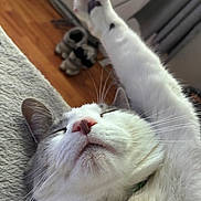 Coco joined the competition — help win amazing prizes! animal, background_blur, cat, close_up, cozy, feline, fur, indoor, paw, pet, pink_nose, relaxed, resting, shoes, sleeping, soft_texture, stretching, whiskers, white_cat, wooden_floor