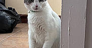 Coco is registered to the contest to win money with this photo: cat, white_cat, gray_cat, indoor, floor, tile_floor, wall, corner, cabinet, plastic_bag, pet, animal, feline, collar, curious, sitting, looking, domestic, house, quiet