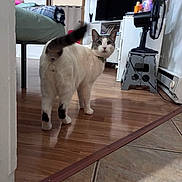 Coco is registered to the contest to win money with this photo: cat, indoor, wooden_floor, bed, television, fan, stool, vase, flowers, curious, looking_back, collar, white_cat, gray_spots, floor_transition, doorway, room, home, pet, furniture