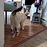 cat, indoor, wooden_floor, bed, television, fan, stool, vase, flowers, curious, looking_back, collar, white_cat, gray_spots, floor_transition, doorway, room, home, pet, furniture
