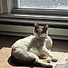 cat, indoor, sunlight, tile_floor, window, shadow, relaxed, pet, animal, fur, resting, domestic, cozy, sunbeam, light, quiet, home, whiskers, ears, collar