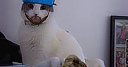 Coco joined the competition — help win amazing prizes! animal, beanie, beard, blanket, casual, cat, cozy, cute, digital_edit, domestic, funny, fur, hat, hipster, indoors, pet, portrait, relaxed, sitting, white_cat