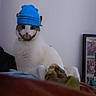 cat, white_cat, beanie, hat, beard, indoors, blanket, cozy, pet, animal, fur, portrait, sitting, cute, funny, digital_edit, hipster, casual, domestic, relaxed