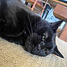 Dexter is registered to the contest to win money with this photo: black_cat, cat, pet, indoor, carpet, furniture, wood, relaxed, sleepy, closeup, whiskers, yellow_eyes, fur, animal, mammal, domestic_cat, resting, cozy, house, portrait