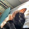 black_cat, cat, pet, indoor, sunlight, close_up, feline, whiskers, yellow_eye, relaxed, cozy, pillow, soft_fur, domestic_animal, cute, animal_portrait, resting, home, warm_light, fur
