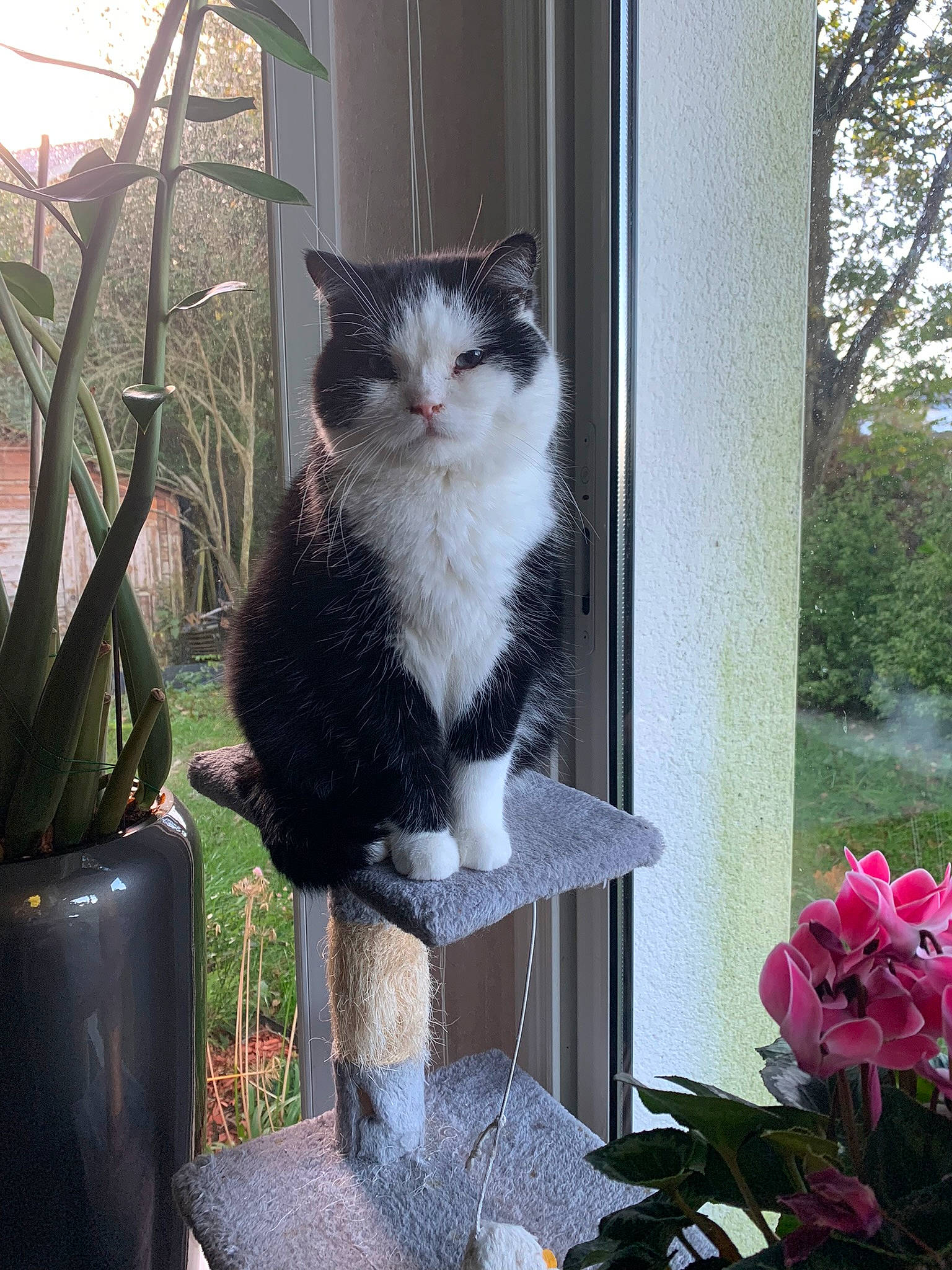 Gaby a rejoint le concours — aidez-le/la à gagner de superbes lots ! annual_plant, carnivore, cat, cat_furniture, domestic_short_haired_cat, felidae, flower, flowerpot, fur, garden, grass, houseplant, pet_supply, petal, plant, small_to_medium_sized_cats, tail, tree, whiskers, window