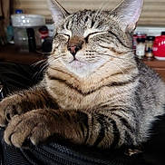 Gandalf joined the competition — help win amazing prizes! animal, background_blur, black_surface, cat, closeup, comfort, cozy, domestic_animal, ears, feline, fur, household_items, indoor, paws, pet, relaxed, resting, sleepy, tabby_cat, whiskers