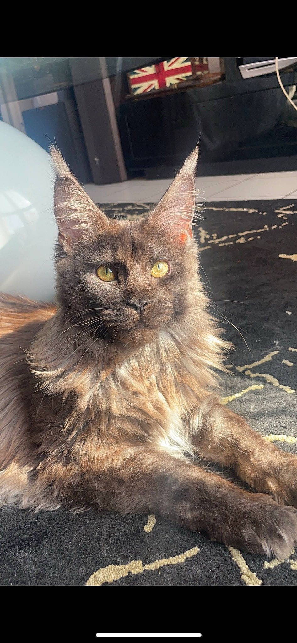 Thor participe au concours pour gagner de l'argent avec cette photo : carnivore, cat, claw, domestic_short_haired_cat, felidae, fur, paw, road_surface, sitting, small_to_medium_sized_cats, snout, tail, terrestrial_animal, whiskers