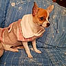 dog, chihuahua, pet, animal, clothing, jacket, pink, white, blue, couch, furniture, indoor, small_dog, cute, sitting, ears, fur, portrait, looking_away, cozy