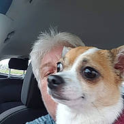 Oona participe au concours pour gagner de l'argent avec cette photo : dog, person, car, interior, headrest, window, white_hair, small_dog, close_up, face, pet, animal, seated, casual, portrait, indoor, fur, ears, nose, eyes
