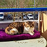 Fripoulle participe au concours pour gagner de l'argent avec cette photo : cat, tabby_cat, purple_towel, table, butterfly_motif, balcony, sunlight, outdoor, vehicle, car, tree, leafless_tree, parked_car, railing, streetlight, nature, relaxing, pet, animal, resting